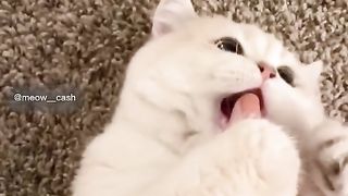 Best Funny Animal Videos Of The 2024 33