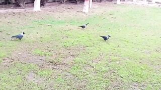 Crows are enjoying the nature and beauty ????