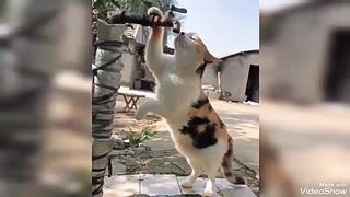Funny animal part 2