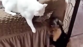 Funny_Animal_Videos_Of_The_Day_0031!_????????_#fyp_#memes_#memedaily_#dankmemes(360p).