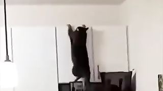 Funny_Animal_Videos_Of_The_Day_0032!_????????_#fyp_#memes_#memedaily_#dankmemes(360p).