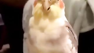 Funny_Animal_Videos_Of_The_Day_0034!_????????_#fyp_#memes_#memedaily_#dankmemes(360p).