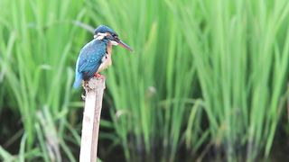 Blue Bird