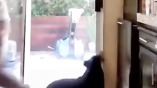 Funny_Animal_Videos_Of_The_Day_0037!_????????_#fyp_#memes_#memedaily_#dankmemes(360p).