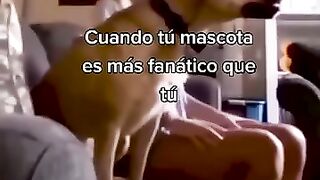 Funny_Animal_Videos_Of_The_Day_0039!_????????_#fyp_#memes_#memedaily_#dankmemes(360p).