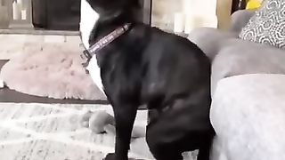 Funny_Animal_Videos_Of_The_Day_0040!_????????_#fyp_#memes_#memedaily_#dankmemes(360p).