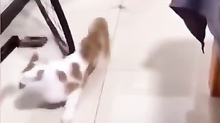 Funny_Animal_Videos_Of_The_Day_0043!_????????_#fyp_#memes_#memedaily_#dankmemes(360p).