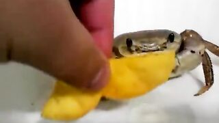 Pet crab eating chips