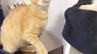 Funny_Animal_Videos_Of_The_Day_0042!_????????_#fyp_#memes_#memedaily_#dankmemes(360p).