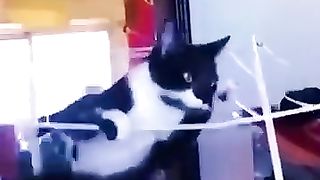 Funny_Animal_Videos_Of_The_Day_0045!_????????_#fyp_#memes_#memedaily_#dankmemes(360p).