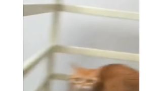 Cute and funny cats compilation ????????????????