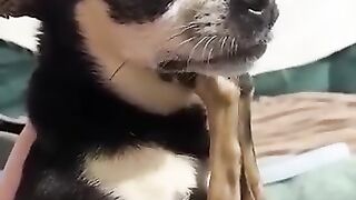 Funny_Animal_Videos_Of_The_Day_0044!_????????_#fyp_#memes_#memedaily_#dankmemes(360p).