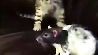 Funny_Animal_Videos_Of_The_Day_0046!_????????_#fyp_#memes_#memedaily_#dankmemes