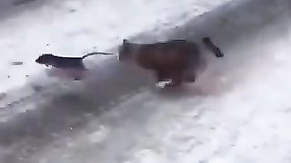 Funny_Animal_Videos_Of_The_Day_0048!_????????_#fyp_#memes_#memedaily_#dankmemes(360p).