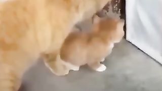 Funny_Animal_Videos_Of_The_Day_0049!_????????_#fyp_#memes_#memedaily_#dankmemes(360p).