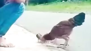 Funny_Animal_Videos_Of_The_Day_0050!_????????_#fyp_#memes_#memedaily_#dankmemes(360p).
