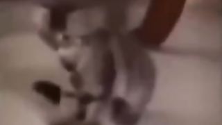 Funny_Animal_Videos_Of_The_Day_0051!_????????_#fyp_#memes_#memedaily_#dankmemes(360p).