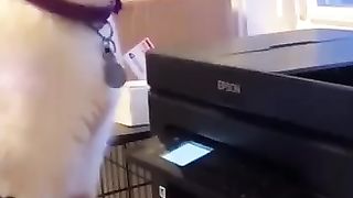 Funny_Animal_Videos_Of_The_Day_0052!_????????_#fyp_#memes_#memedaily_#dankmemes(360p).