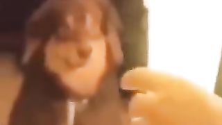Funny_Animal_Videos_Of_The_Day_0055!_????????_#fyp_#memes_#memedaily_#dankmeme