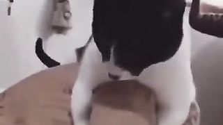 Funny_Animal_Videos_Of_The_Day_0057!_????????_#fyp_#memes_#memedaily_#dankmemes(360p).