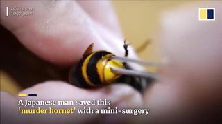 Japanese man performs surgery on giant ‘murder hornet’ by pulling a parasite from its stomach
