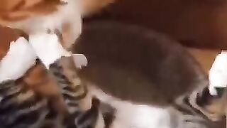 Funny_Animal_Videos_Of_The_Day_0060!_????????_#fyp_#memes_#memedaily_#dankmemes(360p).