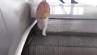 Funny_Animal_Videos_Of_The_Day_0067!_????????_#fyp_#memes_#memedaily_#dankmemes(360p).