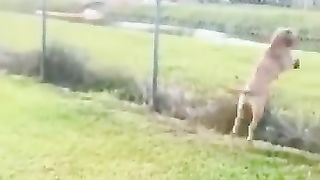 Funny_Animal_Videos_Of_The_Day_0068!_????????_#fyp_#memes_#memedaily_#dankmemes(360p).