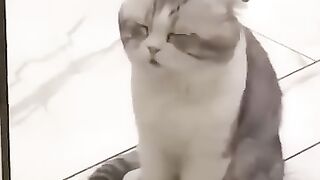 Funny_Animal_Videos_Of_The_Day_0069!_????????_#fyp_#memes_#memedaily_#dankmemes(360p).