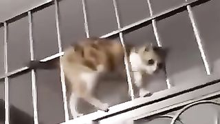 Funny_Animal_Videos_Of_The_Day_0070!_????????_#fyp_#memes_#memedaily_#dankmemes(360p).