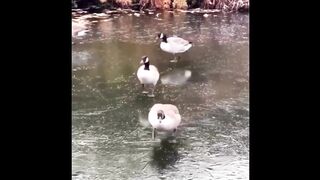Cute Baby Animals Videos Compilation Funny and Cute Moment of the Animals