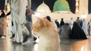 Cats and the sound of the call to prayer in Mecca