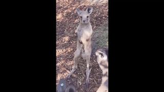 Cute Baby Animals Videos Compilation Funny and Cute Moment of the Animals 2