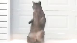 Funny_Animal_Videos_Of_The_Day_0071!_????????_#fyp_#memes_#dankmemes(360p).
