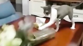 Funny_Animal_Videos_Of_The_Day_0072!_????????_#fyp_#memes_#memedaily_#dankmemes(360p)(1).