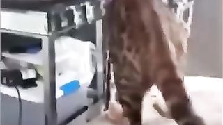 Funny_Animal_Videos_Of_The_Day_0072!_????????_#fyp_#memes_#memedaily_#dankmemes(360p).