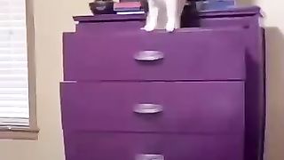 Funny_Animal_Videos_Of_The_Day_0074!_????????_#fyp_#memes_#shorts__#dankmemes(360p).