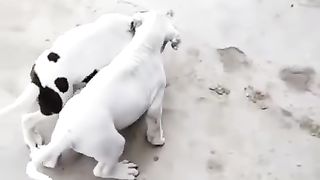 Animals love to see this video