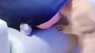 Funny_Animal_Videos_Of_The_Day_0075!_????????_#memes_#shorts__#dankmemes(360p).