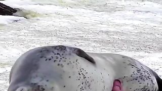 Video 452