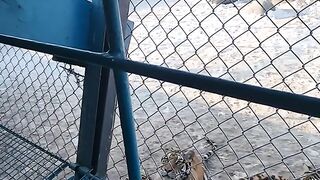 Dangerous Tigers