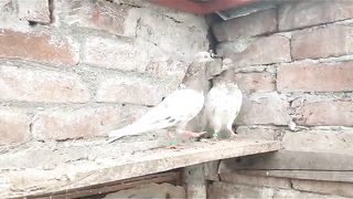 Beautiful pigeon breeder pair best flying 23