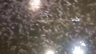 Sehari berapa kali ngasih PASTA untuk larva lele❓