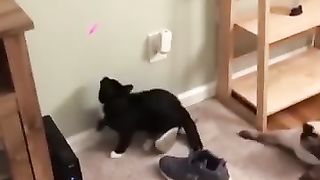 Funny_Animal_Videos_Of_The_Day_0080!_???????? (360p).
