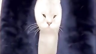 Funny_Animal_Videos_Of_The_Day_0082!_???????? (360p).
