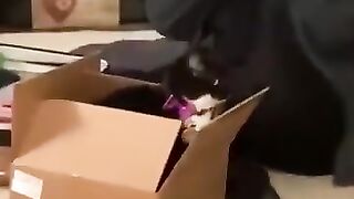 Funny_Animal_Videos_Of_The_Day_0081!_???????? (360p).