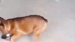 Funny_Animal_Videos_Of_The_Day_0086!_???????? (360p).