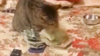 Kelakuan Kocak Para Kucing