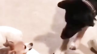Funny_Animal_Videos_Of_The_Day_0087!_???????? (360p).
