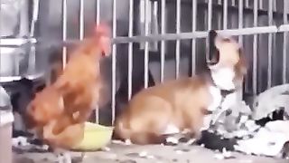Funny_Animal_Videos_Of_The_Day_0088!_???????? (360p).